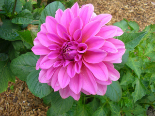 Dahlia LILAC TIME and FLEUREL 2ks